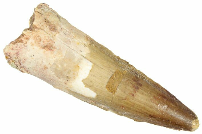 Fossil Spinosaurus Tooth - Real Dinosaur Tooth #301291